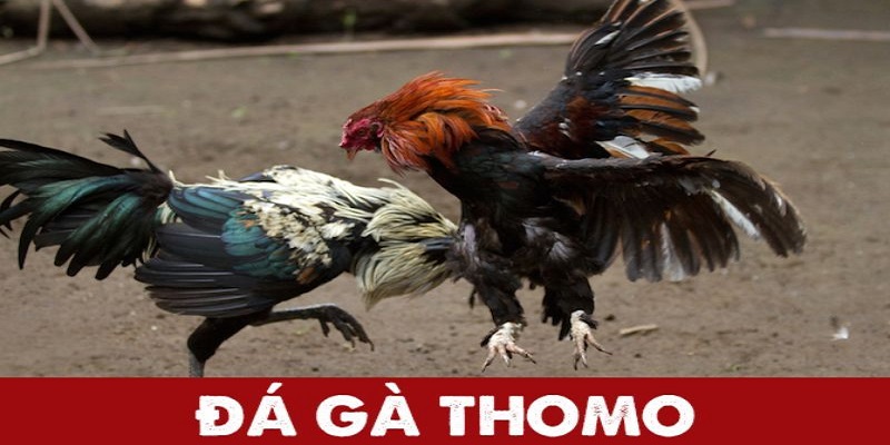 Đấu trường Thomo sôi động hấp dẫn